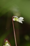 Sweet white violet