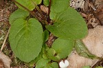 Sweet white violet