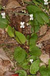 Sweet white violet