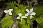 Canadian white violet