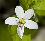 Canadian white violet