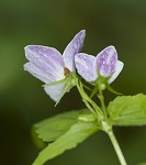 Canadian white violet