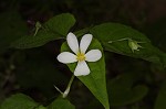 Canadian white violet