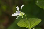 Canadian white violet