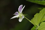 Canadian white violet