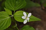 Canadian white violet