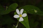 Canadian white violet