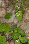 Canadian white violet