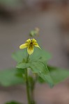 Halberdleaf yellow violet