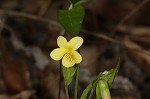 Halberdleaf yellow violet