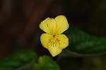 Halberdleaf yellow violet