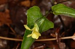 Halberdleaf yellow violet