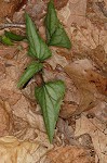 Halberdleaf yellow violet