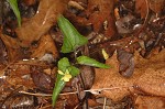 Halberdleaf yellow violet