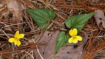 Halberdleaf yellow violet