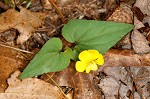 Halberdleaf yellow violet