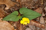 Halberdleaf yellow violet