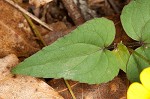 Halberdleaf yellow violet