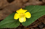 Halberdleaf yellow violet