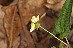 Halberdleaf yellow violet