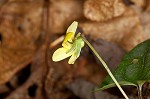 Halberdleaf yellow violet