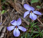 Bird-foot violet