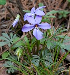 Bird-foot violet