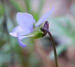 Bird-foot violet