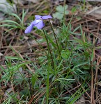 Bird-foot violet