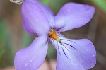 Bird-foot violet