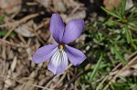 Bird-foot violet