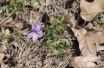 Bird-foot violet