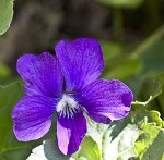 Common blue violet