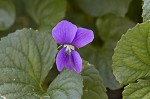 Common blue violet