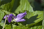 Common blue violet