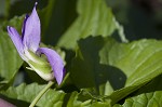 Common blue violet