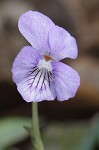 Common blue violet