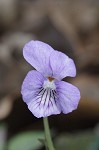 Common blue violet