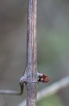 Catbird grape