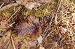 Appalachian barren strawberry