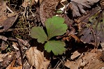 Appalachian barren strawberry