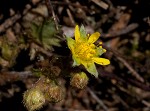 Appalachian barren strawberry