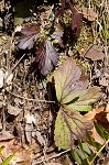 Appalachian barren strawberry