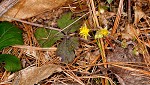 Appalachian barren strawberry