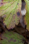 Appalachian barren strawberry