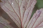 Appalachian barren strawberry