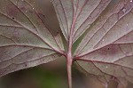 Appalachian barren strawberry