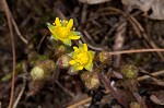 Appalachian barren strawberry