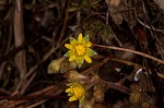 Appalachian barren strawberry