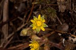 Appalachian barren strawberry